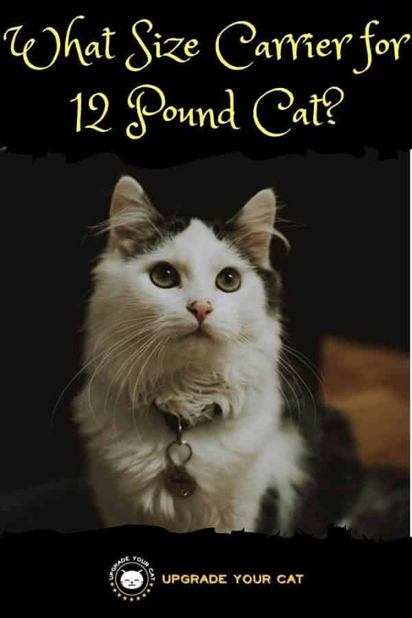 What Size Carrier for 12 Pound Cat