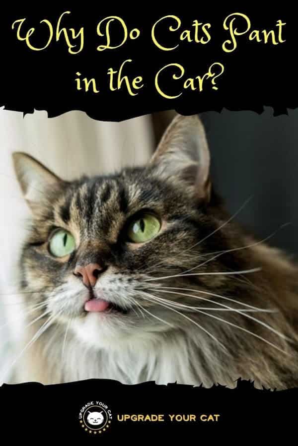 Why Do Cats Pant in the Car