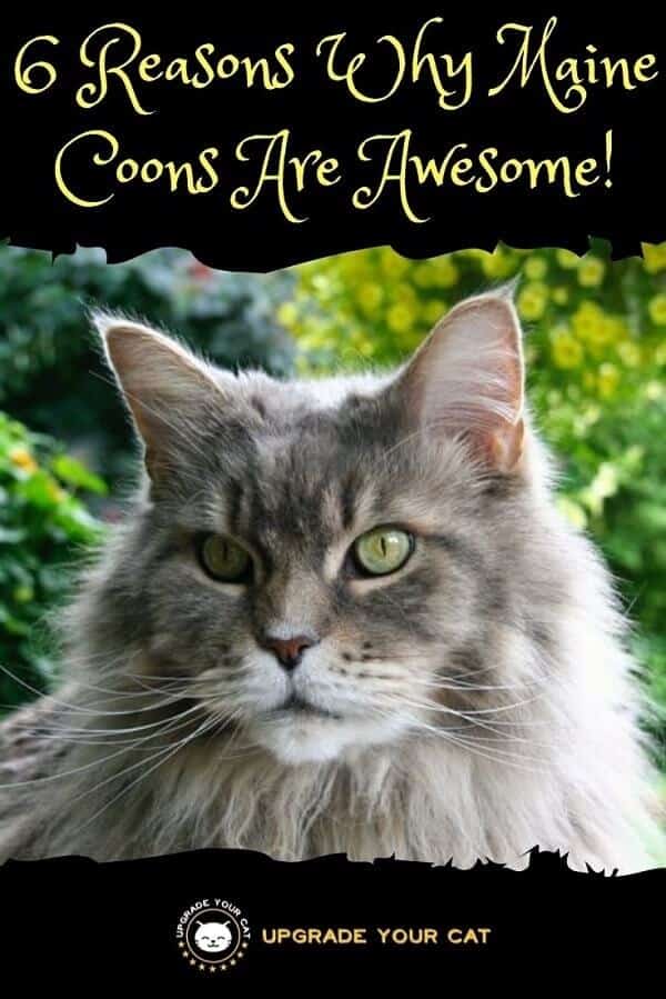 Reasons Why Maine Coons Are Awesome