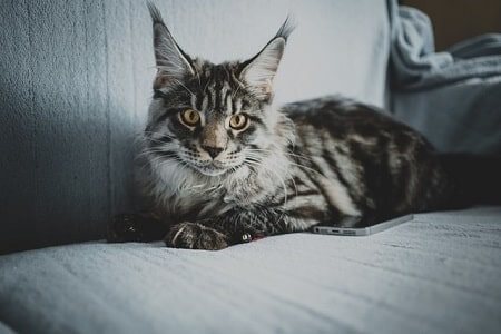 Why are Maine Coon cats good pets