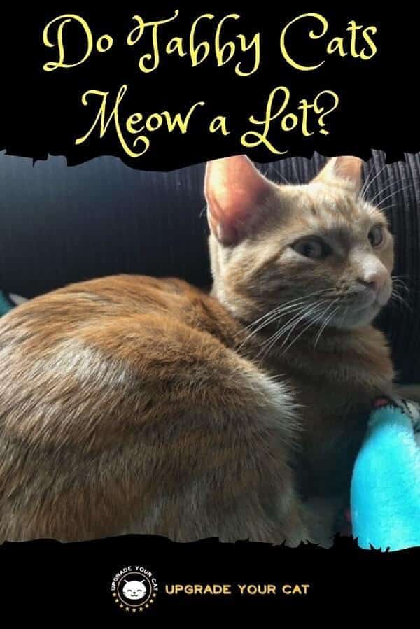 Do Tabby Cats Meow a Lot