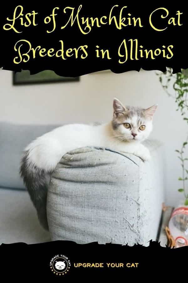 Munchkin Cat Breeders in Illinois