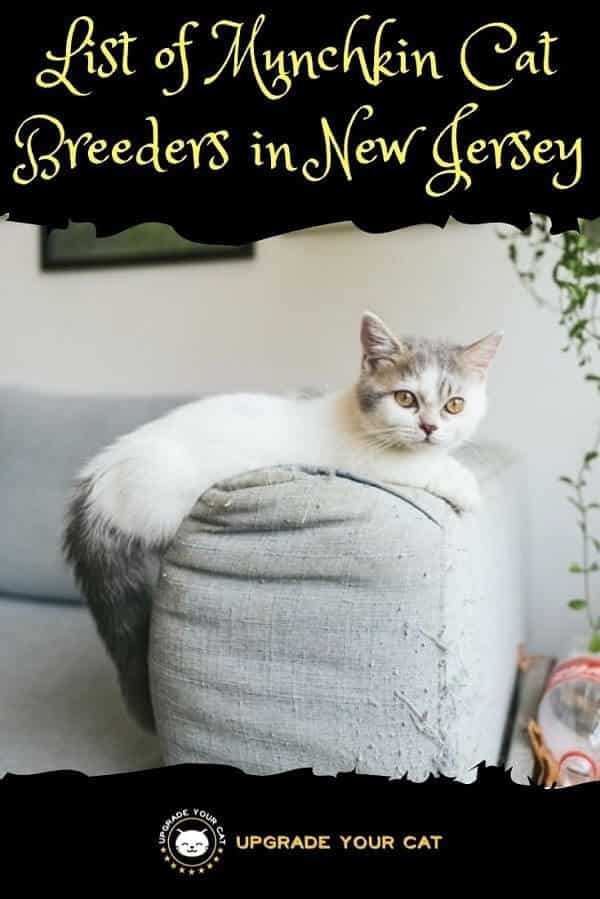 Munchkin Cat Breeders in New Jersey