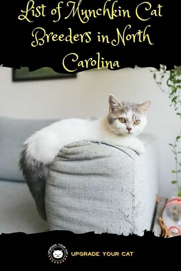 Munchkin Cat Breeders in North Carolina