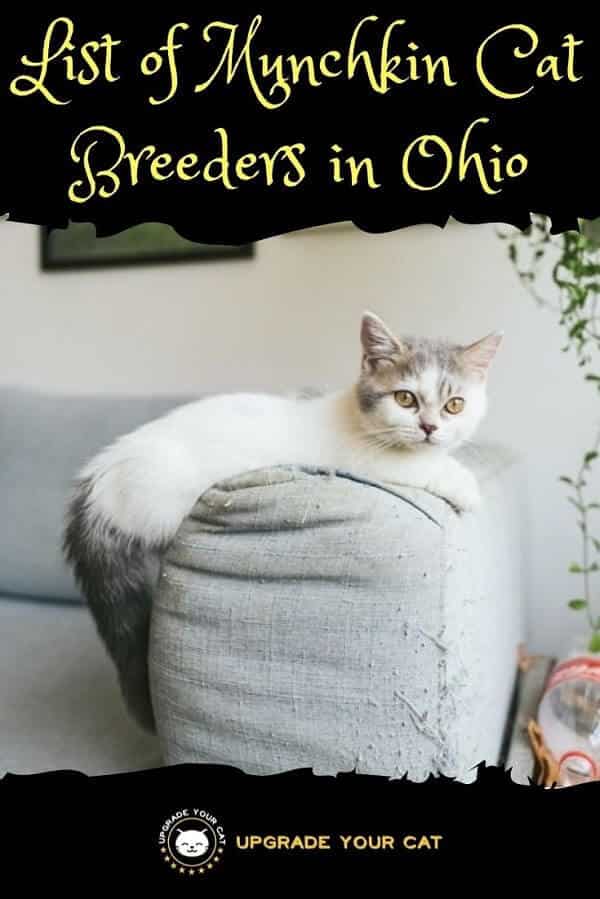 Munchkin Cat Breeders in Ohio
