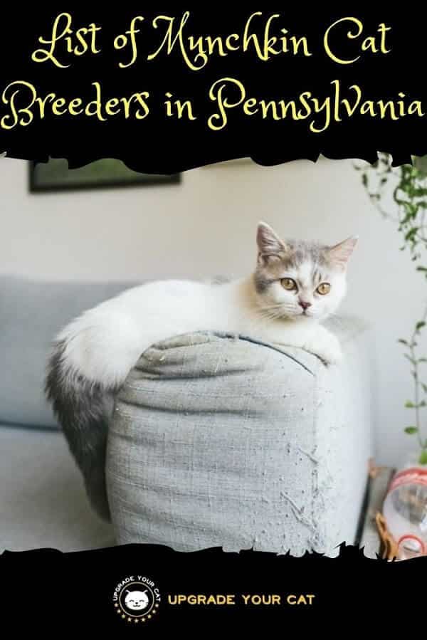 Munchkin Cat Breeders in Pennsylvania