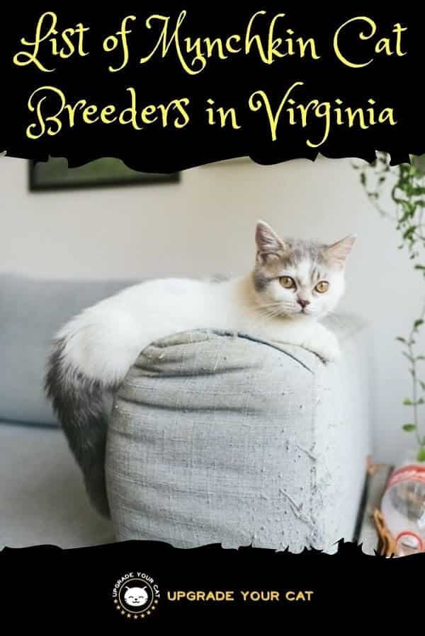 Munchkin Cat Breeders in Virginia