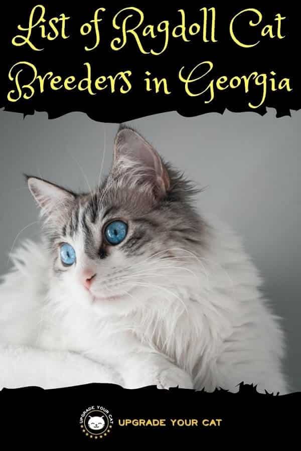 Ragdoll Cat Breeders in Georgia