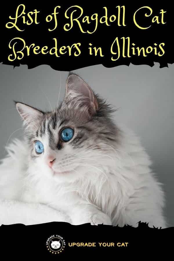 Ragdoll Cat Breeders in Illinois