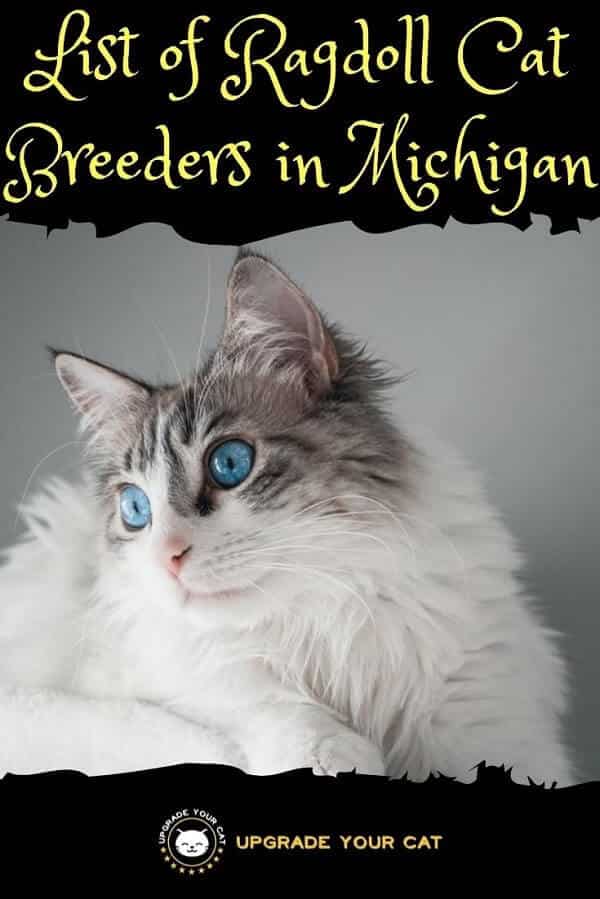 Ragdoll Cat Breeders in Michigan