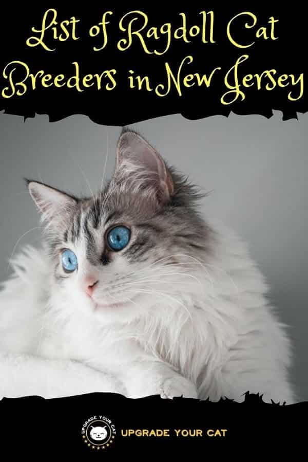 Ragdoll Cat Breeders in New Jersey