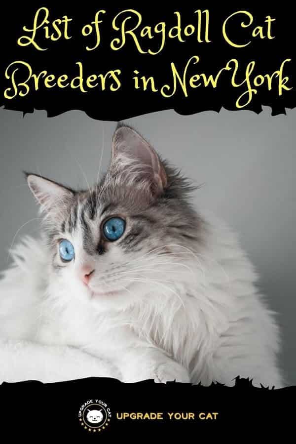Ragdoll Cat Breeders in New York