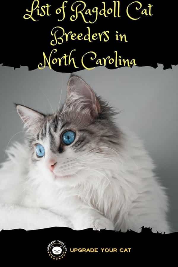 Ragdoll Cat Breeders in North Carolina