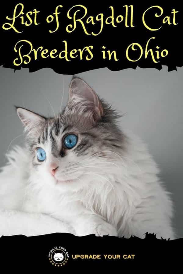Ragdoll Cat Breeders in Ohio