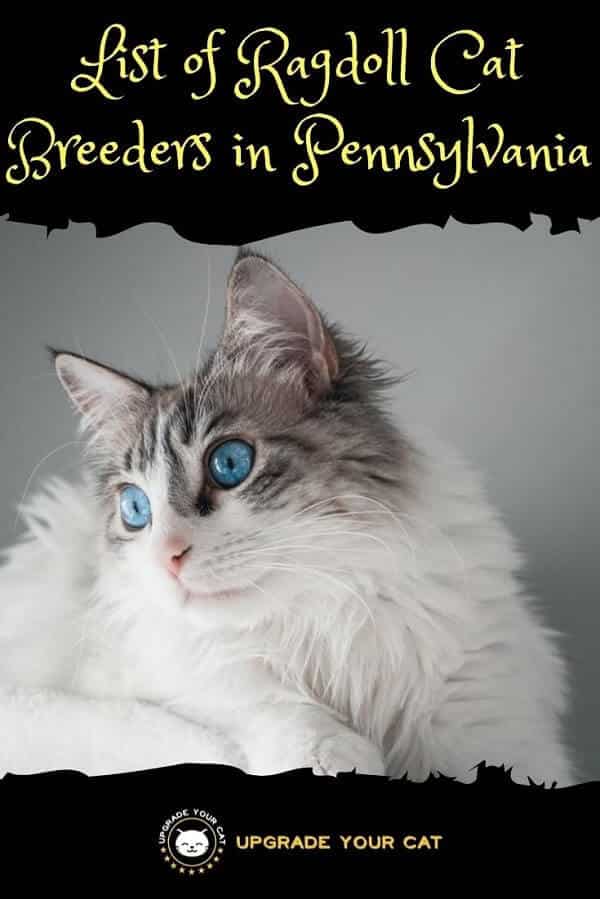 Ragdoll Cat Breeders in Pennsylvania