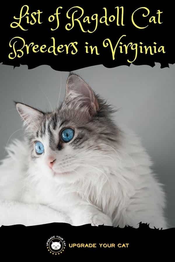 Ragdoll Cat Breeders in Virginia