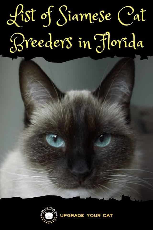 Siamese Cat Breeders in Florida