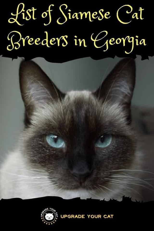 Siamese Cat Breeders in Georgia