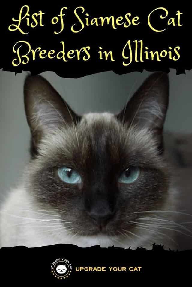 Siamese Cat Breeders in Illinois