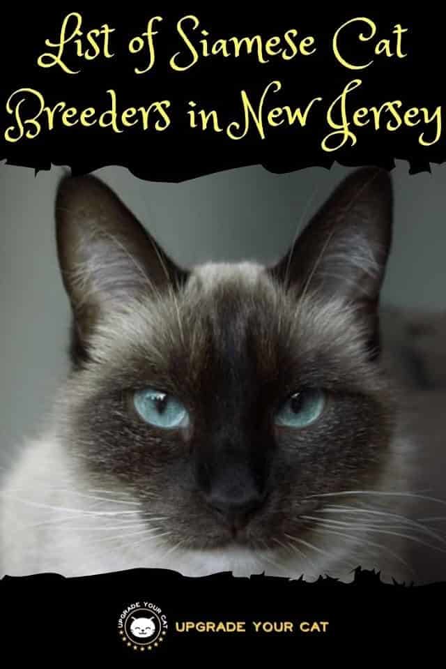 Siamese Cat Breeders in New Jersey