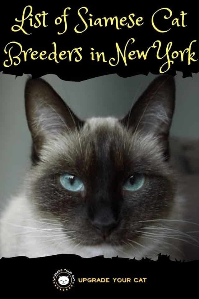 Siamese Cat Breeders in New York