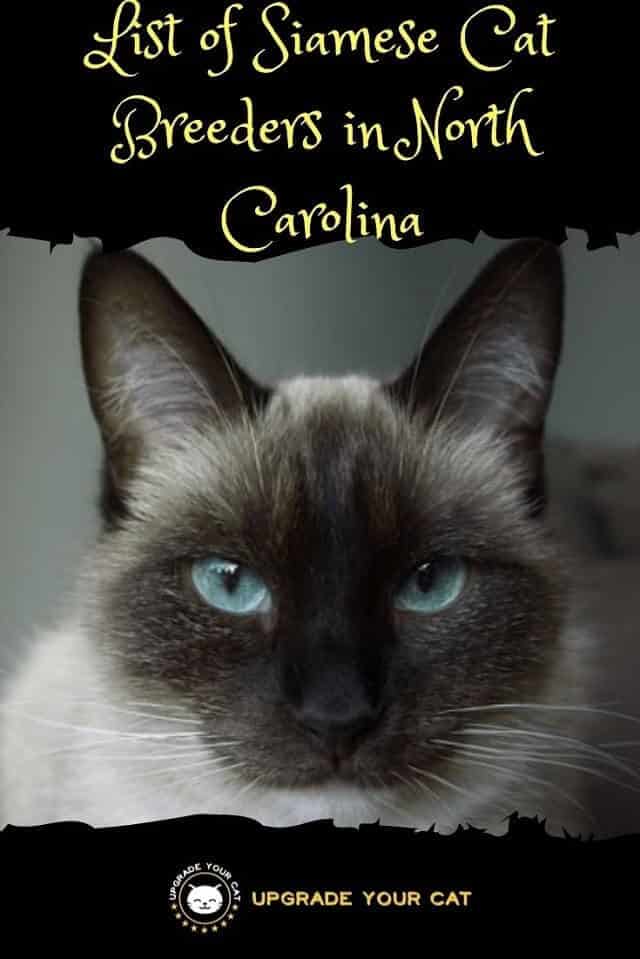 Siamese Cat Breeders in North Carolina