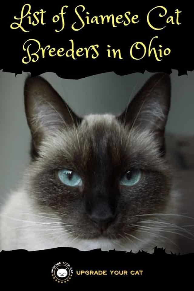 Siamese Cat Breeders in Ohio