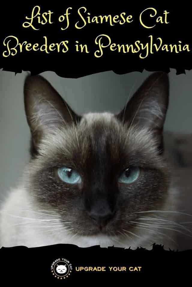 Siamese Cat Breeders in Pennsylvania