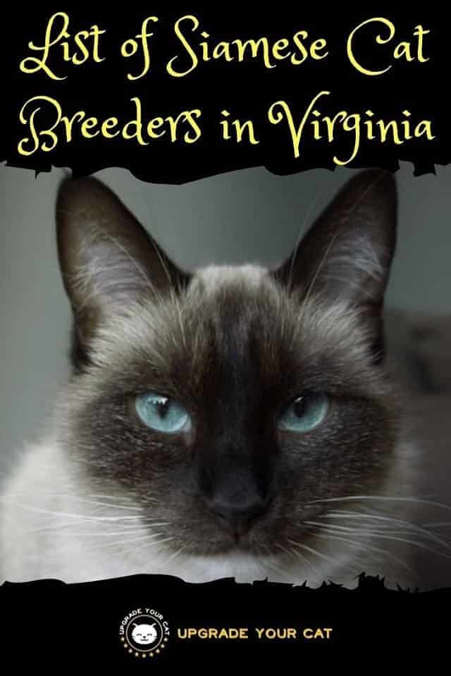Siamese Cat Breeders in Virginia