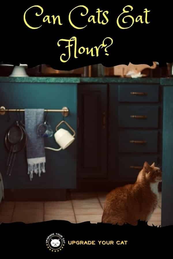 Can Cats Eat Flour