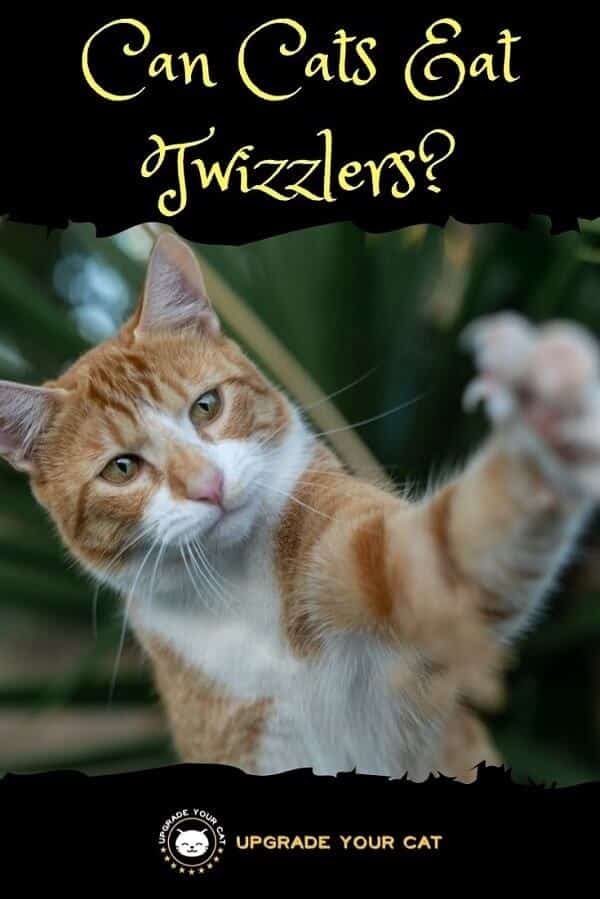 Can Cats Eat Twizzlers