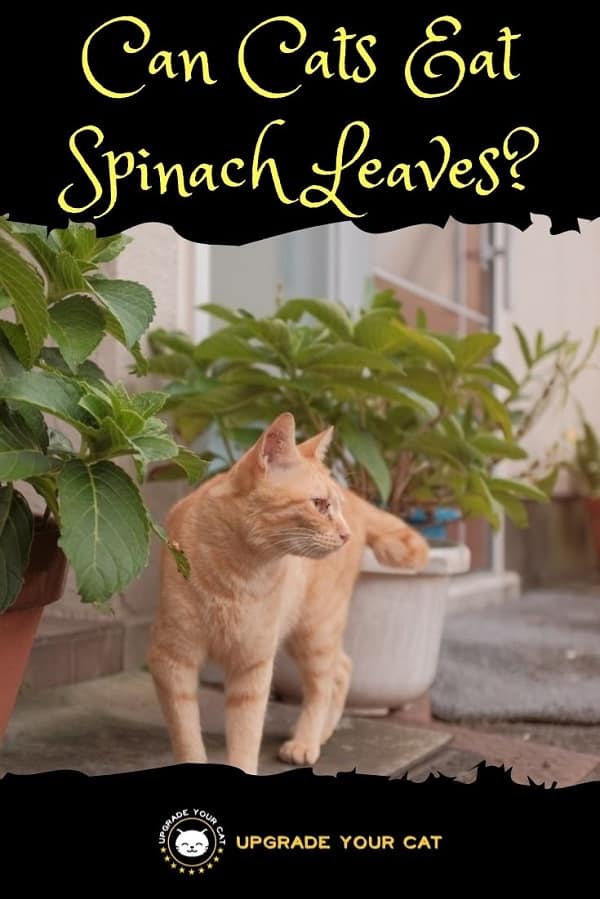 Can Cats Eat Spinach Leaves
