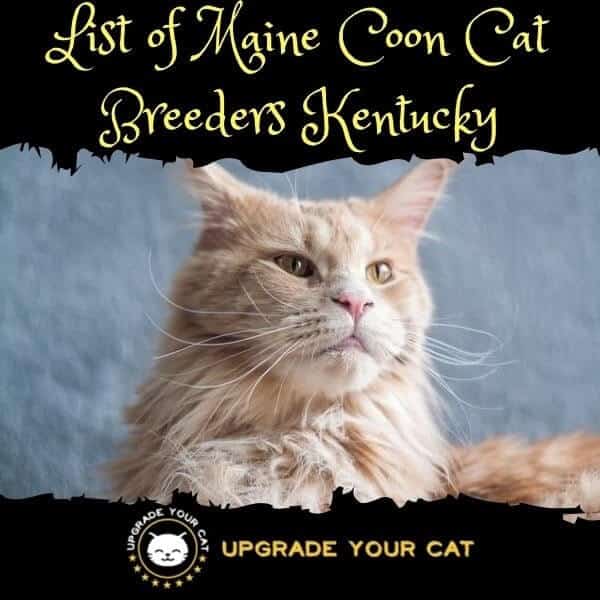 Maine Coon Cat Breeders Kentucky