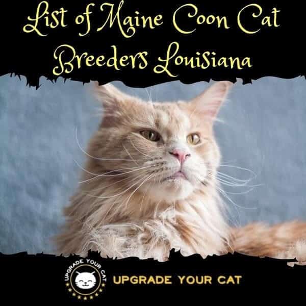Maine Coon Cat Breeders Louisiana