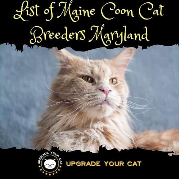 Maine Coon Cat Breeders Maryland