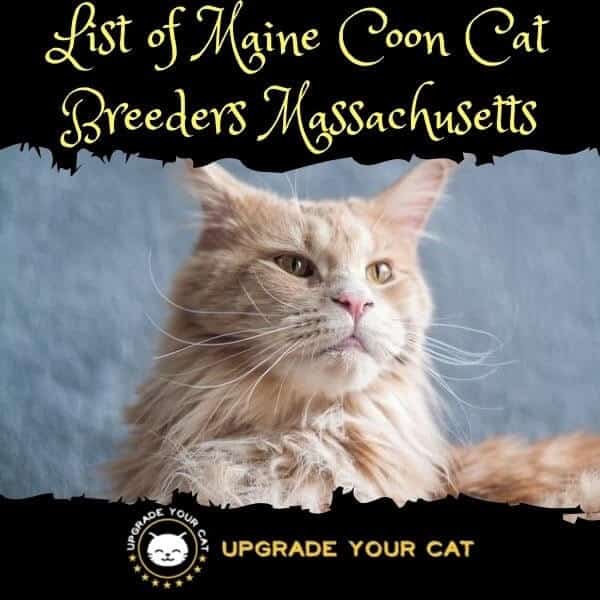 Maine Coon Cat Breeders Massachusetts