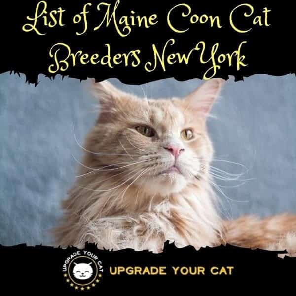 Maine Coon Cat Breeders New York