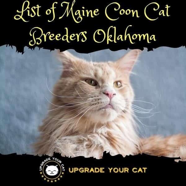 Maine Coon Cat Breeders Oklahoma