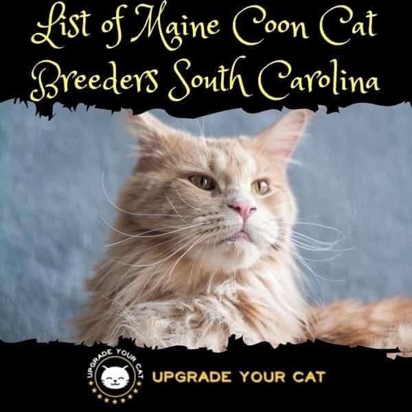 Maine Coon Cat Breeders South Carolina