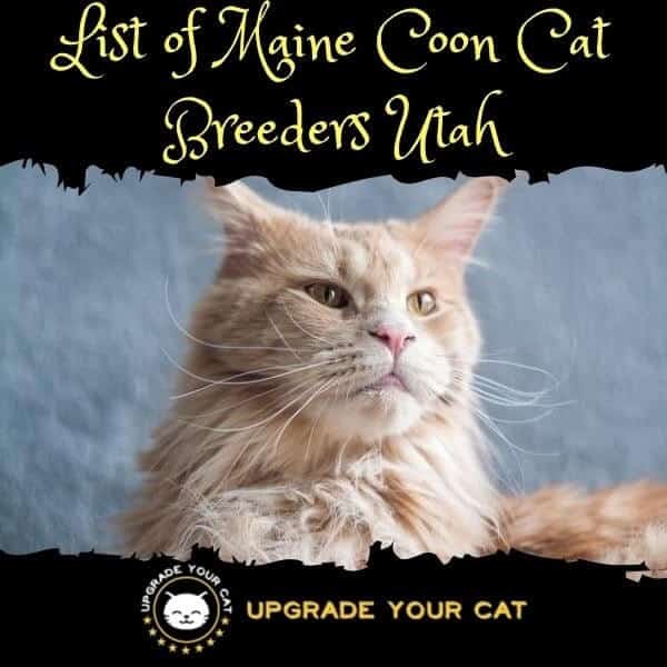 Maine Coon Cat Breeders Utah