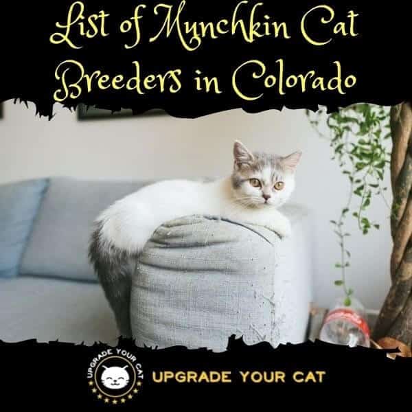 Munchkin Cat Breeders Colorado