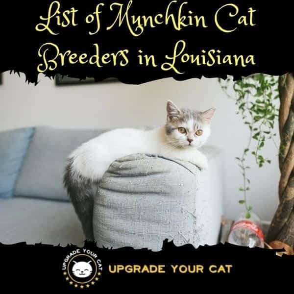 Munchkin Cat Breeders Louisiana