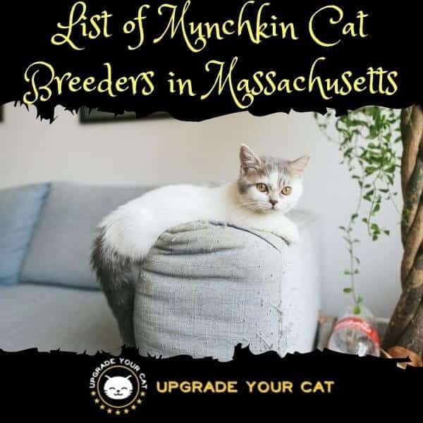 Munchkin Cat Breeders Massachusetts