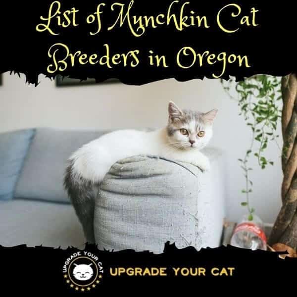 Munchkin Cat Breeders Oregon