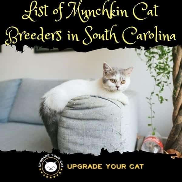 Munchkin Cat Breeders South Carolina
