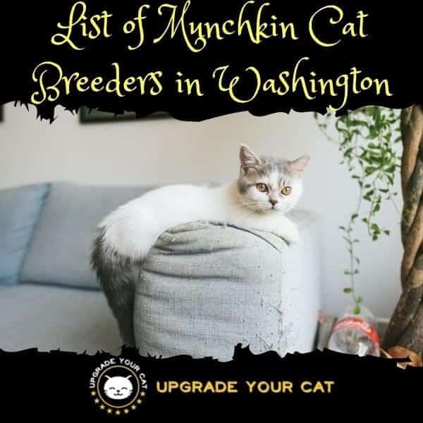 Munchkin Cat Breeders Washington