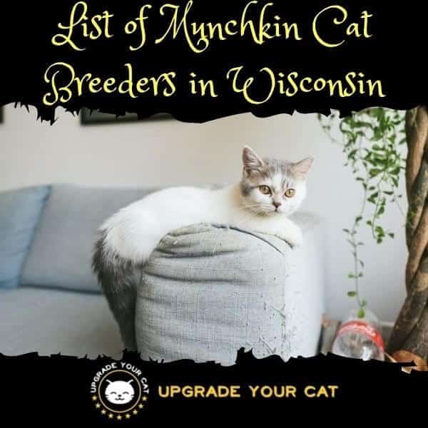 Munchkin Cat Breeders Wisconsin
