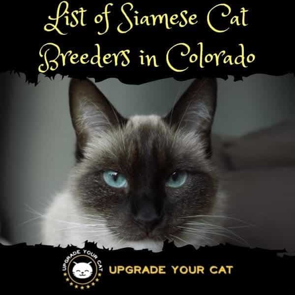 Siamese Cat Breeders Colorado