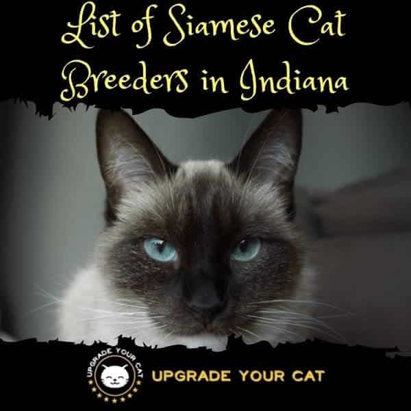 Siamese Cat Breeders Indiana