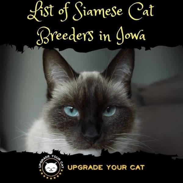 Siamese Cat Breeders Iowa